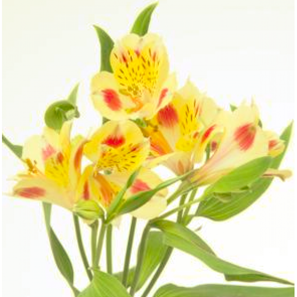 Alstro.Bali PS H.M. Tesselaar Alstroemeria